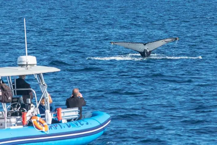 Zodiac-style boat Fast Cat with humpback whale tail