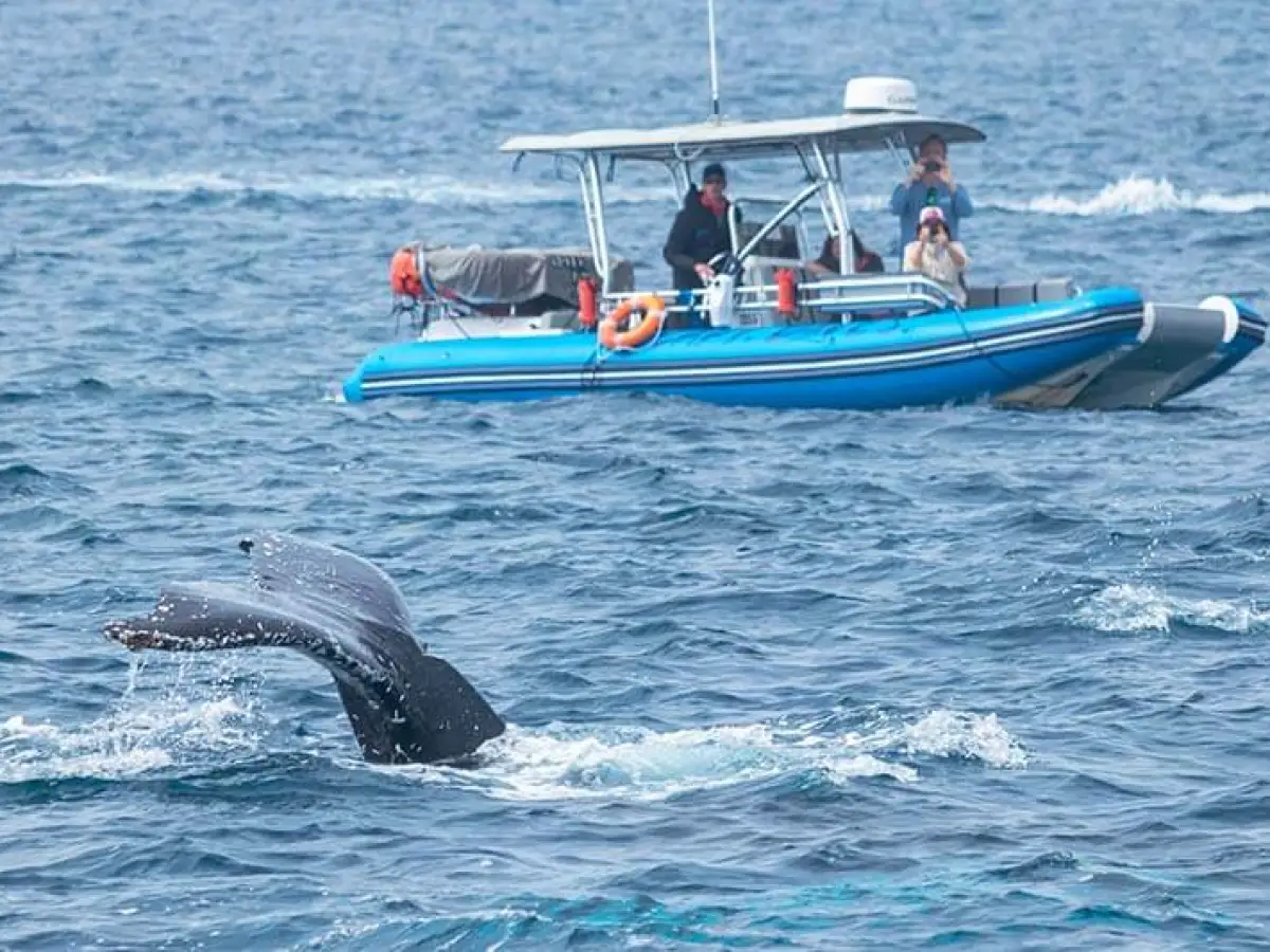 Zodiac boat Fast Cat and Humpback Whale Tail