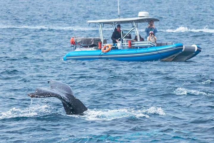 Zodiac boat Fast Cat and Humpback Whale Tail