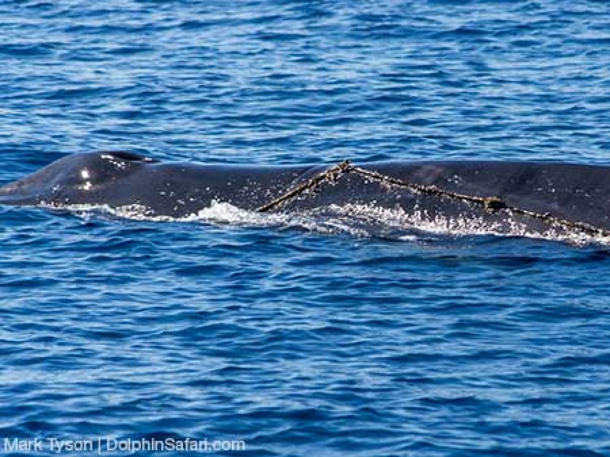 Fin Whale