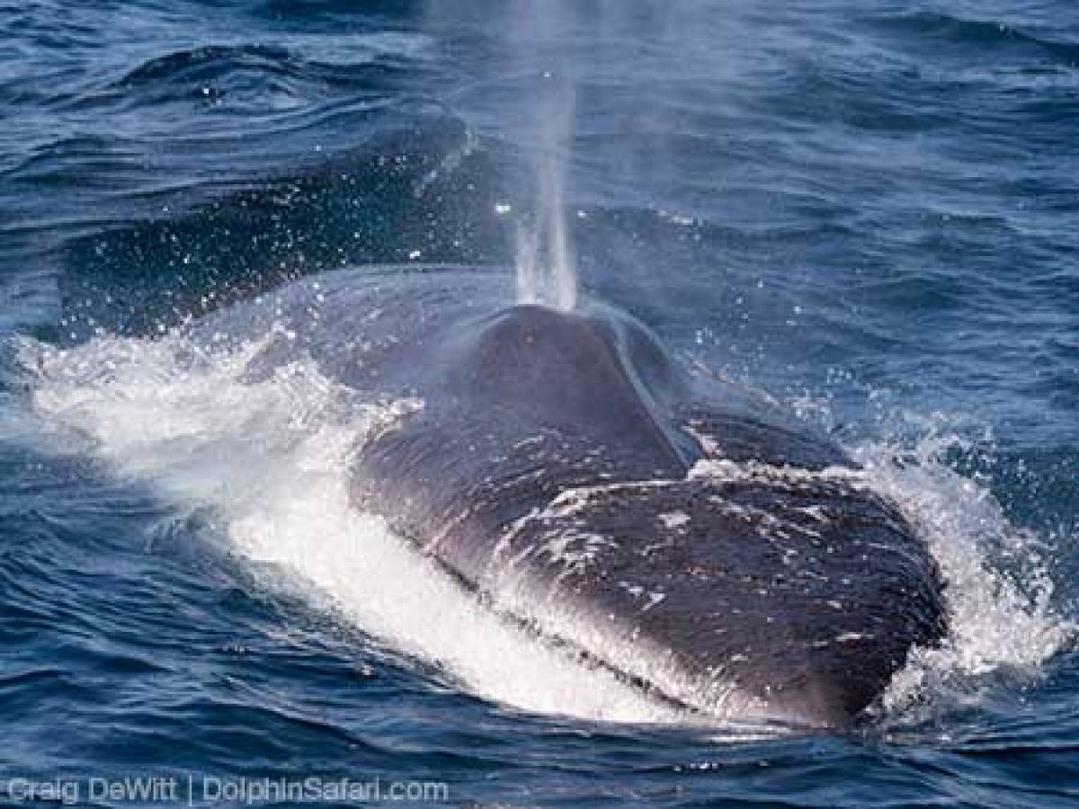 Fin Whale