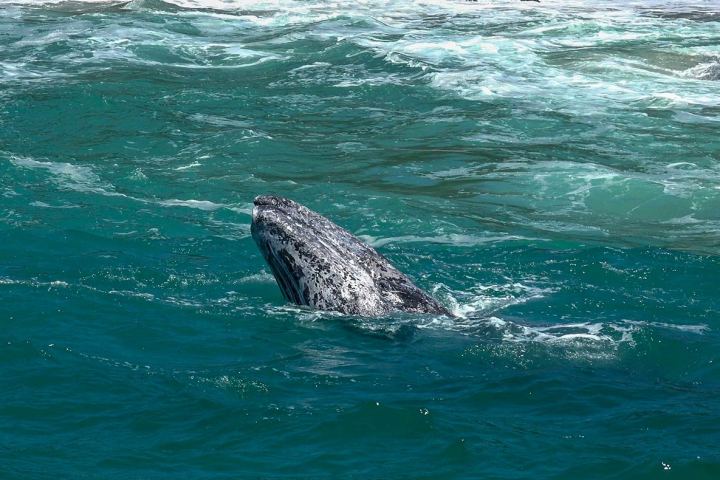 Gray whale calf near the beach