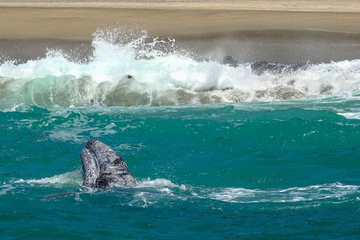 Gray whale calf near the beach