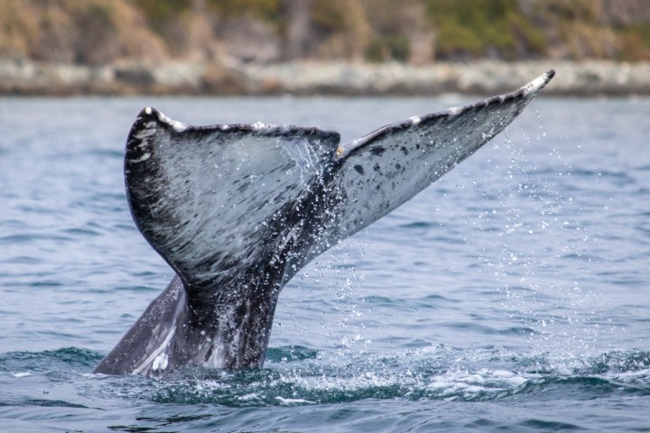 Gray whale tail seen during Captain Dave's Dolphin and Whale Watching Safari in Dana Point, California