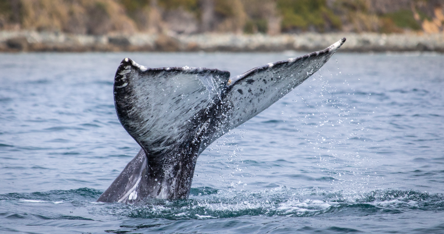 Gray-Whale-2764__copyright-Dolphin-Safari Gray whale tail seen during Captain Dave's Dolphin and Whale Watching Safari in Dana Point, California