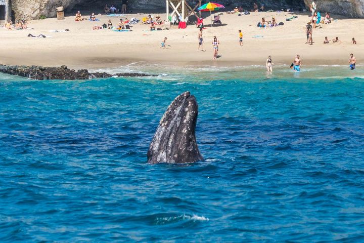 Gray whale spy-hops near the beach