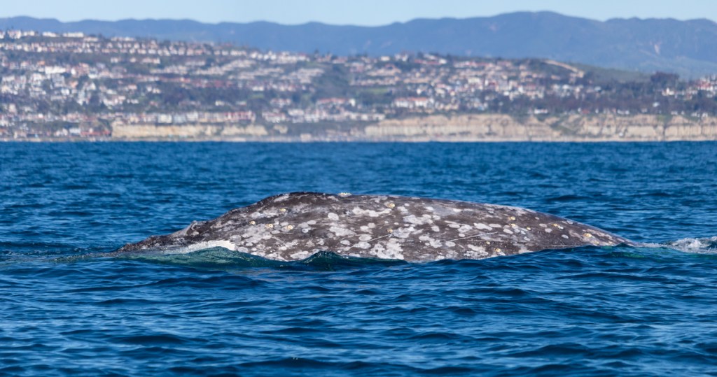 Gray whale seen during Captain Dave's Dolphin and Whale Watching Safari in Dana Point, California