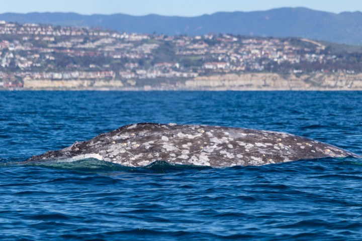 Gray whale seen during Captain Dave's Dolphin and Whale Watching Safari in Dana Point, California