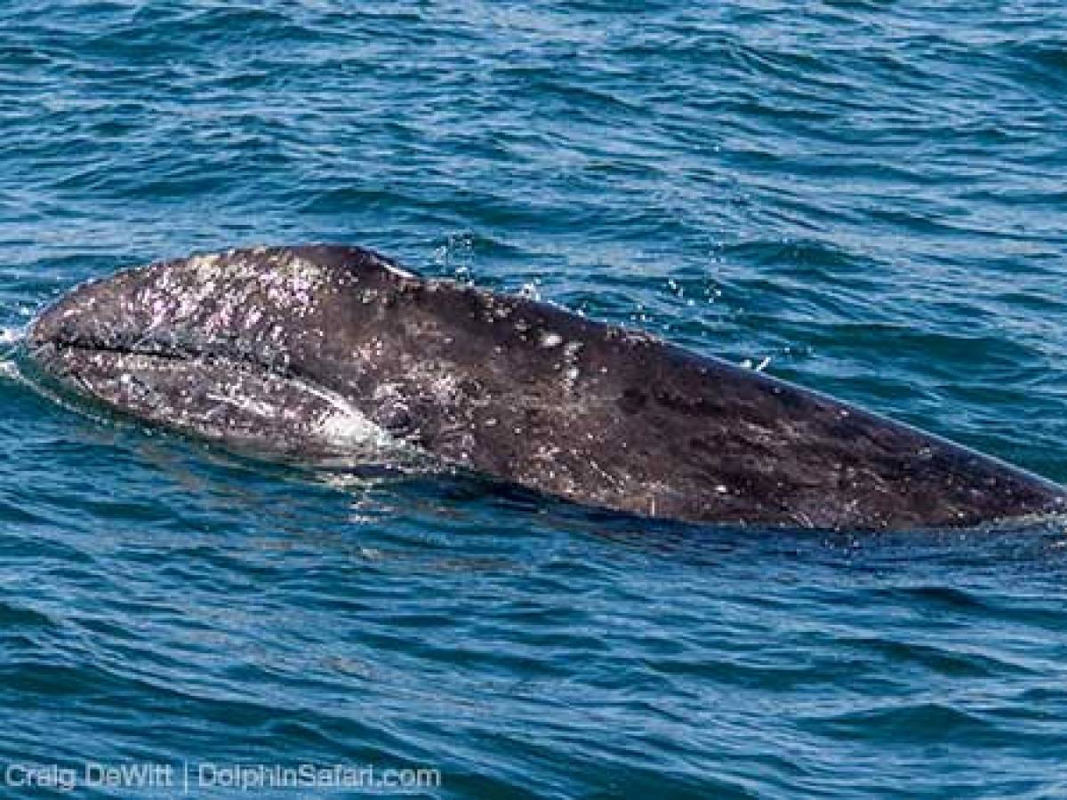 Gray Whale