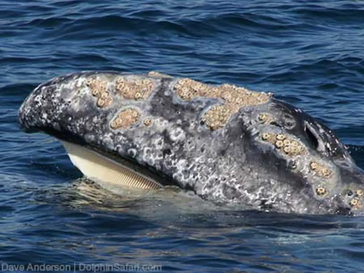 Gray Whale