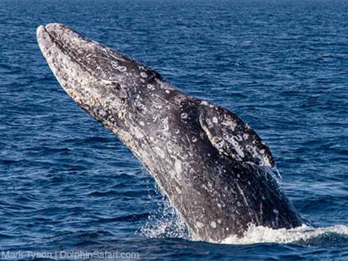 Gray Whale jumping out of the water.