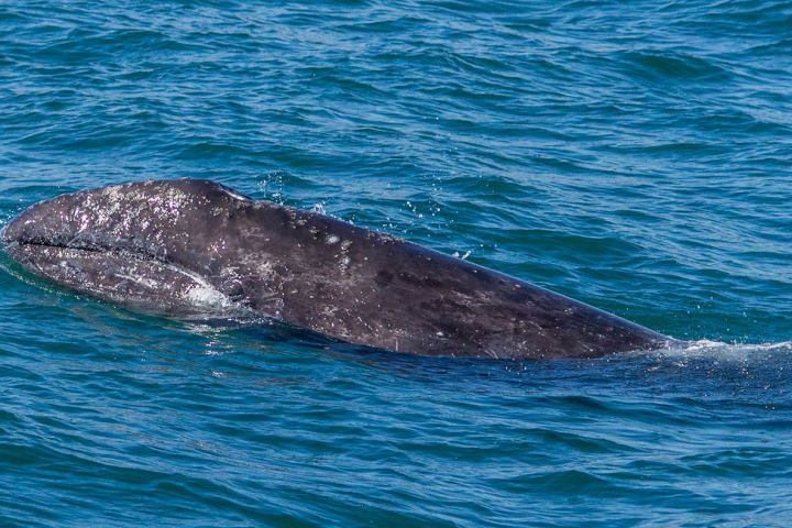 Gray whale calf