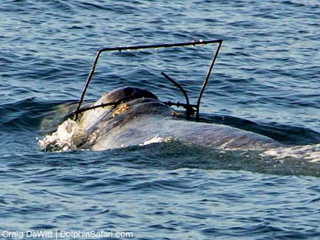 Gray Whale