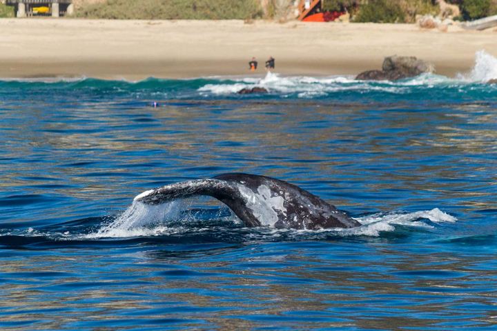 Gray Whale Tail Close to Shore