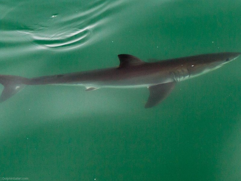 Great-White-Shark-Juvenile-8158_copyright-Dolphin-Safari Great White Shark