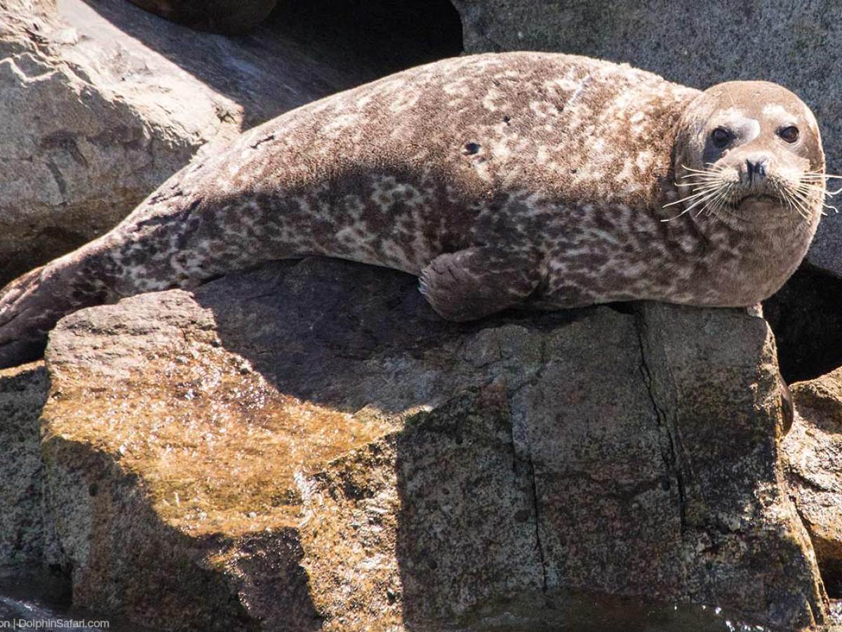 Pacific Harbor Seal