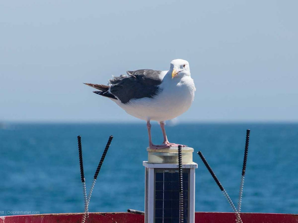 Herring Gull