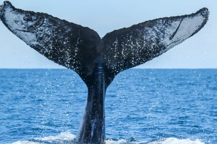 Humpback whale tail seen during Captain Dave's Dolphin and Whale Watching Safari in Dana Point, California