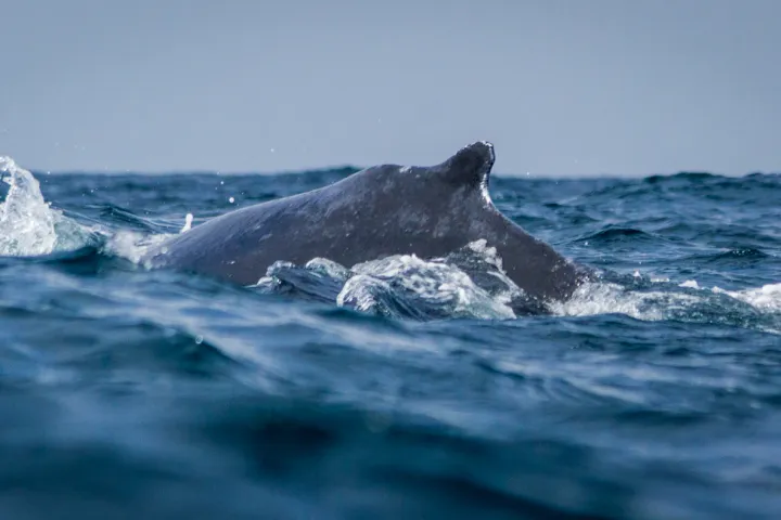 Humpback whale seen during Captain Dave's Dolphin and Whale Watching Safari in Dana Point, California