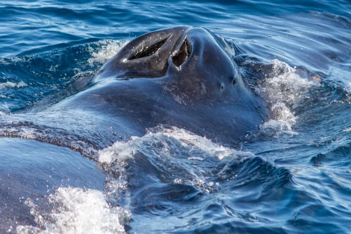 Humpback whale seen during Captain Dave's Dolphin and Whale Watching Safari in Dana Point, California