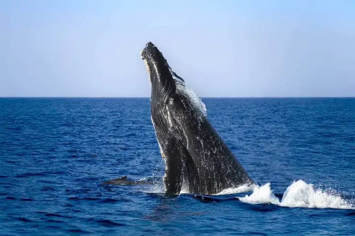 A humpback whale jumping out of the water off the coast of Dana Point, California