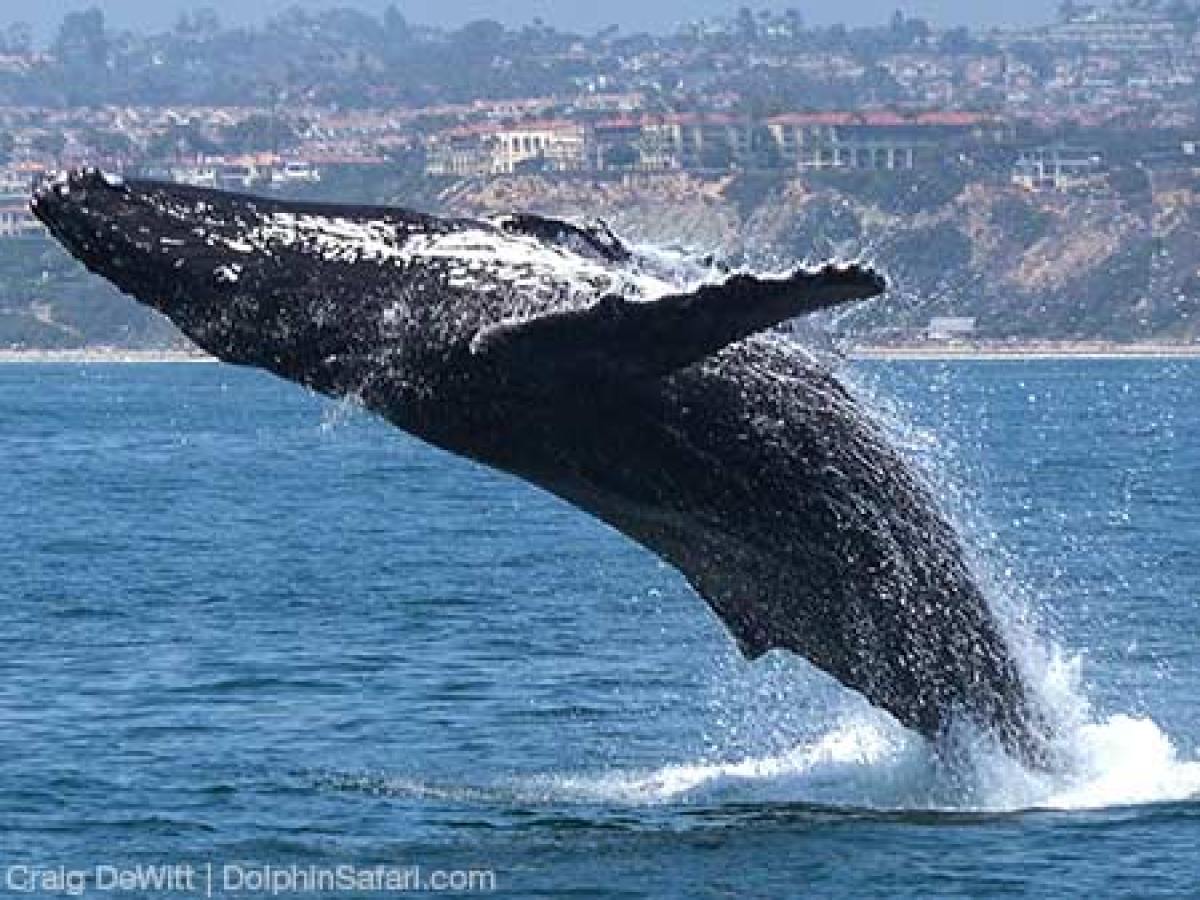 Humpback Whale Jumping
