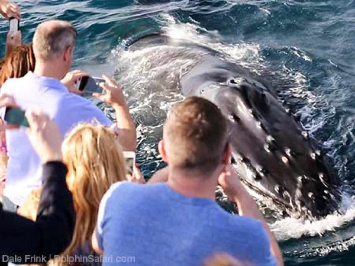 Humpback Whale being photographed by tour group