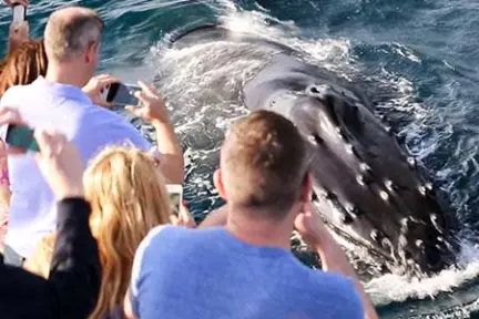 Humpback Whale being photographed by tour group