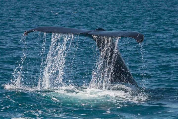 Humpback Whale Tail Flukes in the air with water dripping down