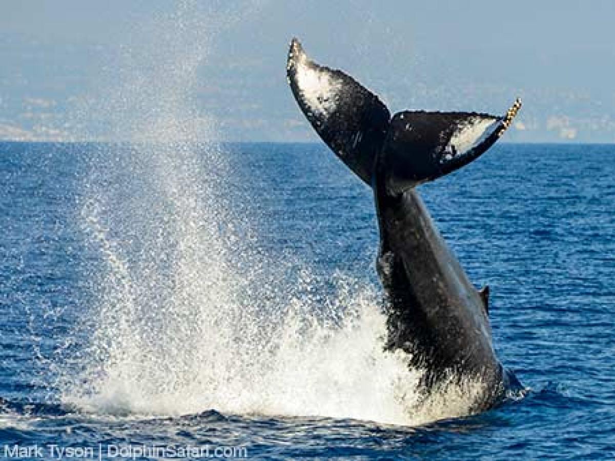 Humpback Whale