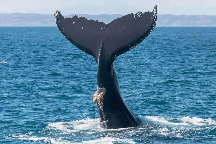 Humpback whale throwing its tail flukes high in the air