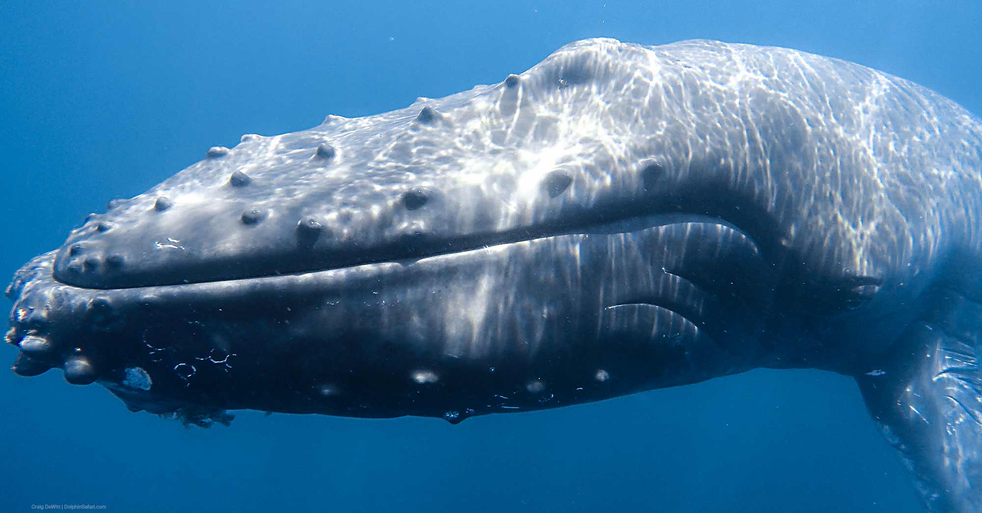 Humpback Whale Underwater Eye to Eye with Humpback Whale Underwater