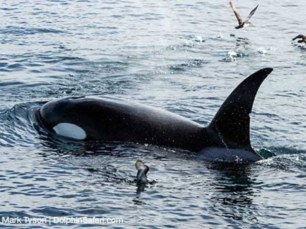 Killer Whale
