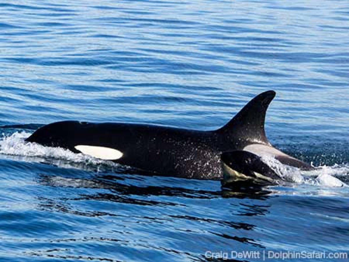 A Killer Whale Surfaces