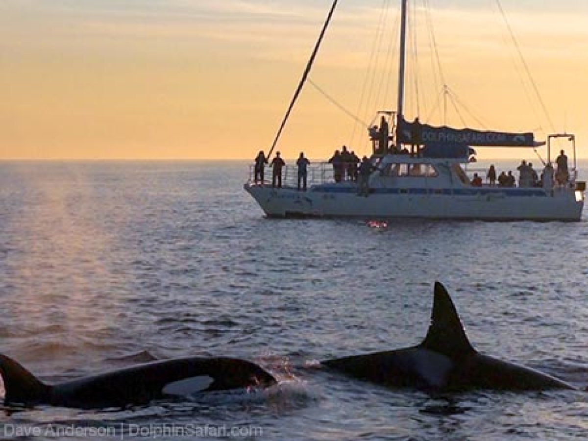 Killer Whale