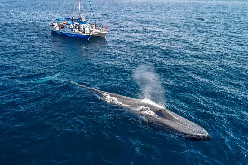 Manute'a and blue whale during Dana Point whale watching cruise