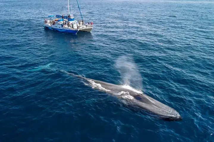 Manute'a and blue whale during Dana Point whale watching cruise