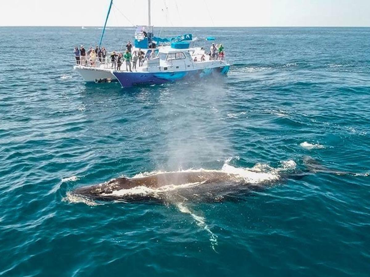 Humpback whale surfacing next to whale watching catamaran Manute'a