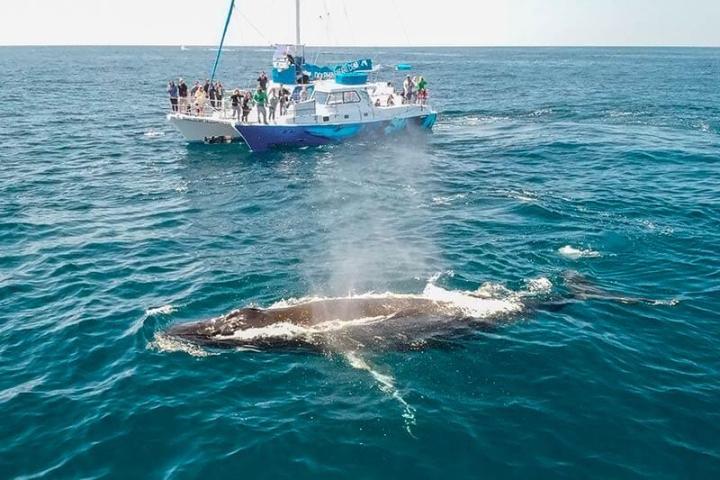 Humpback whale surfacing next to whale watching catamaran Manute'a