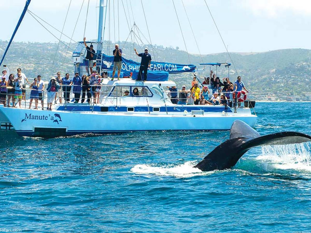 Humpback whale on Dolphin and Whale Watch