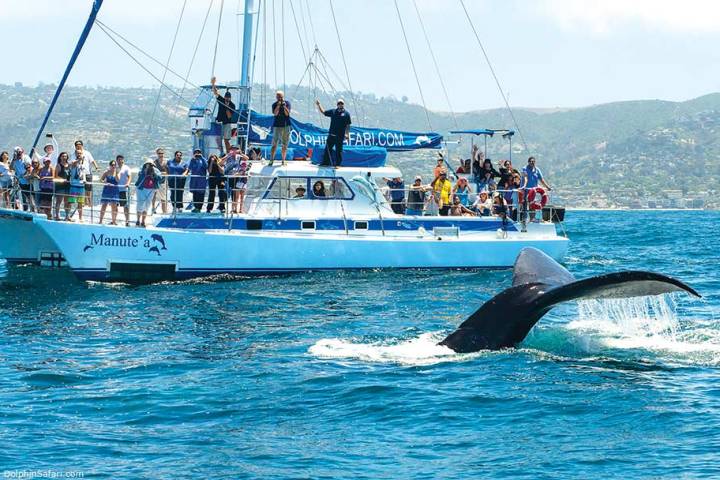 Humpback whale on Dolphin and Whale Watch