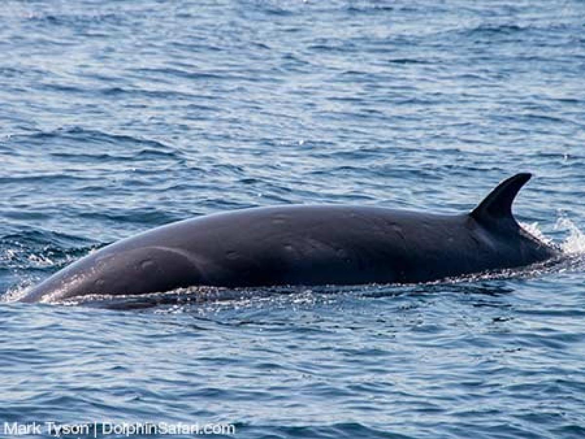 Minke Whale