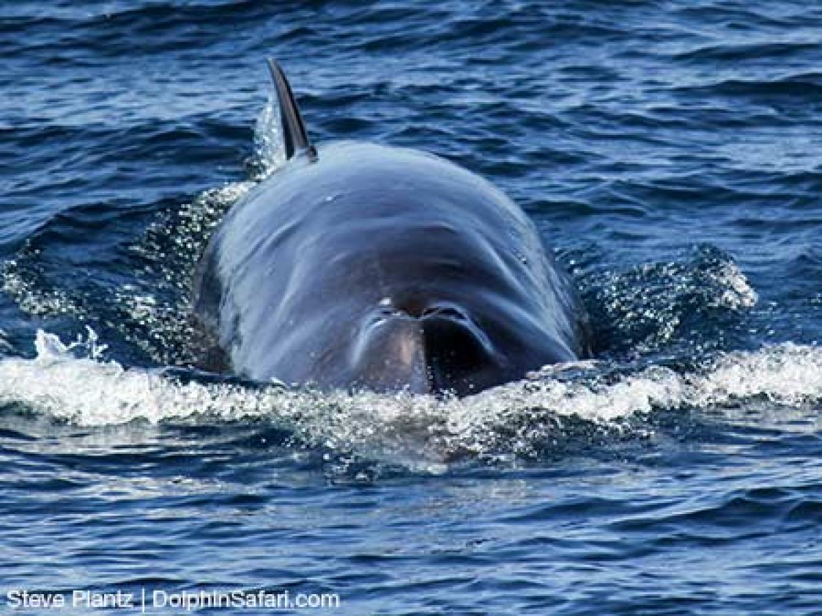 Minke Whale
