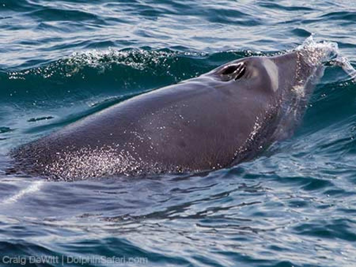 Minke Whale