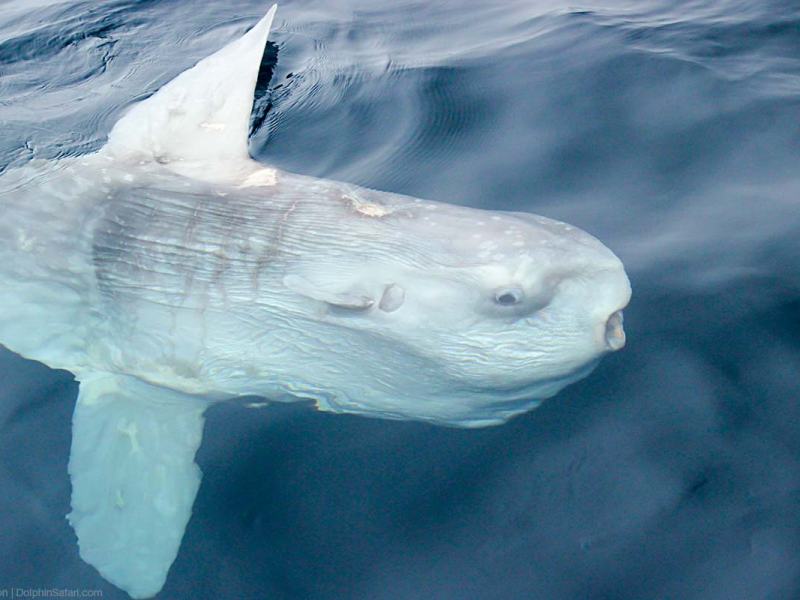 Mola-Mola-4930_copyright-Dolphin-Safari Mola Mola