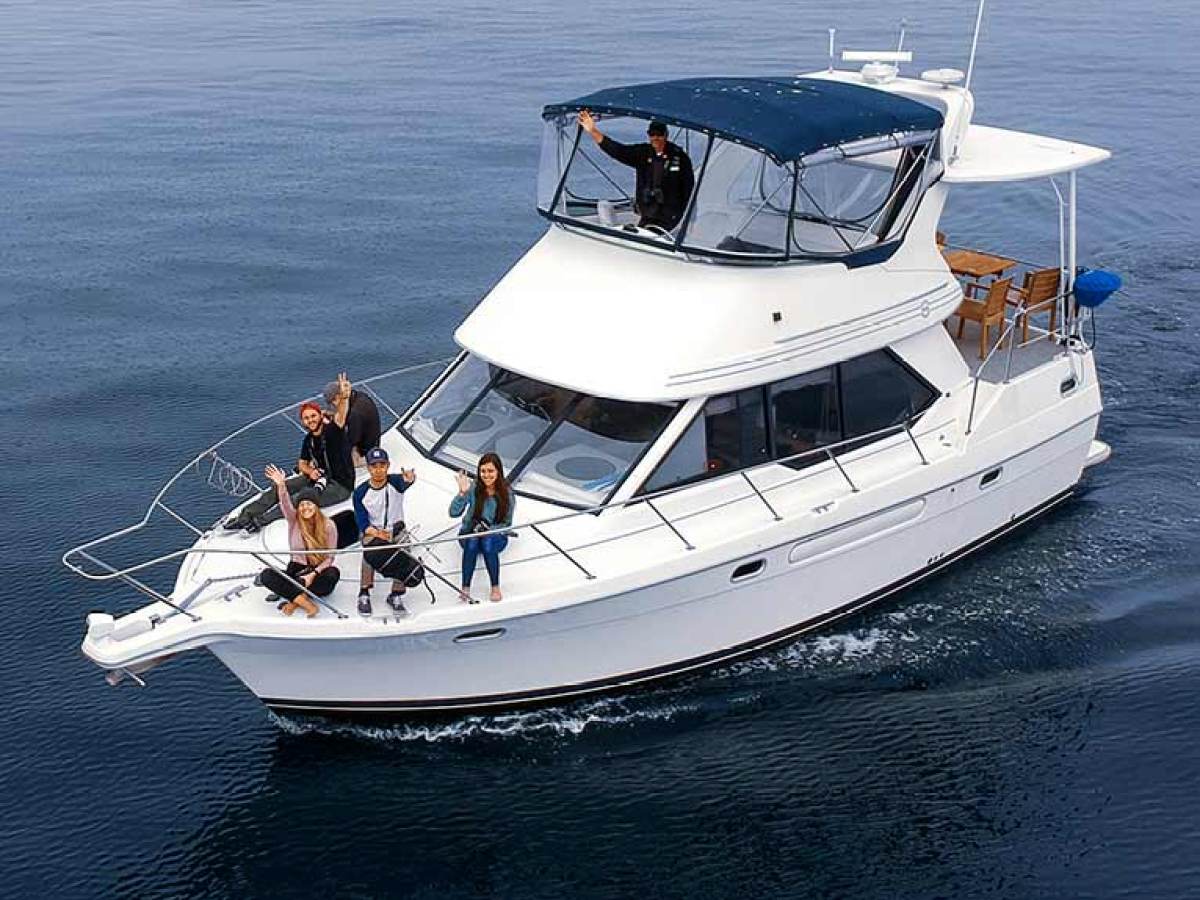 Whale watching & dolphin cruise boat ORCA