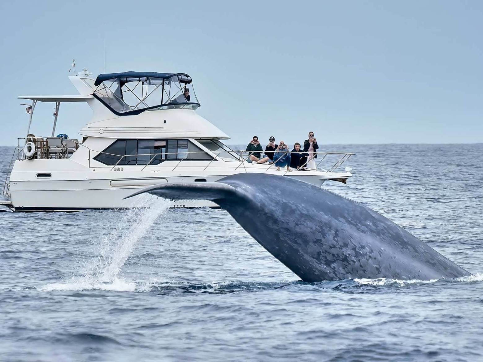 Blue whale lifts its tail flukes next motor yacht ORCA