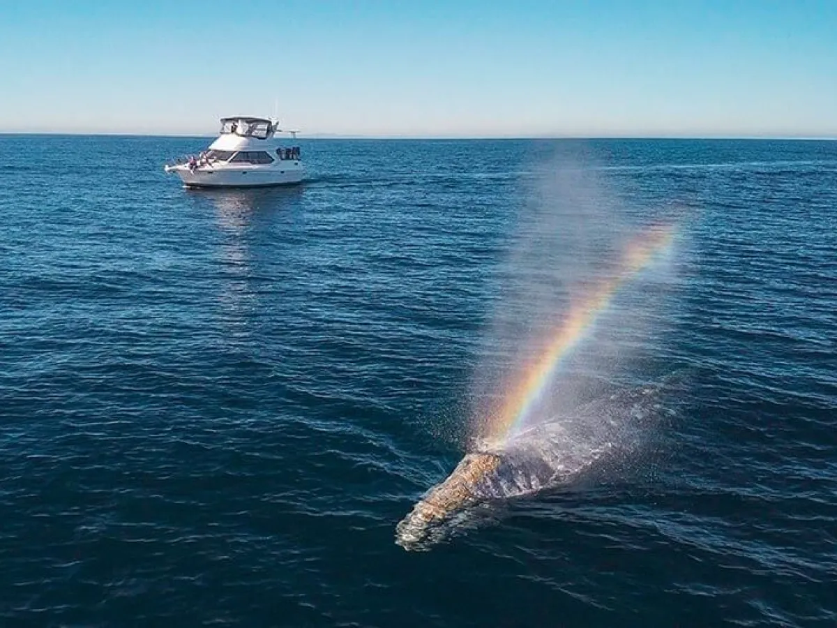 Motor Yacht ORCA and a gray whale