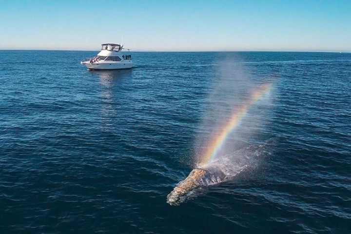 Motor Yacht ORCA and a gray whale