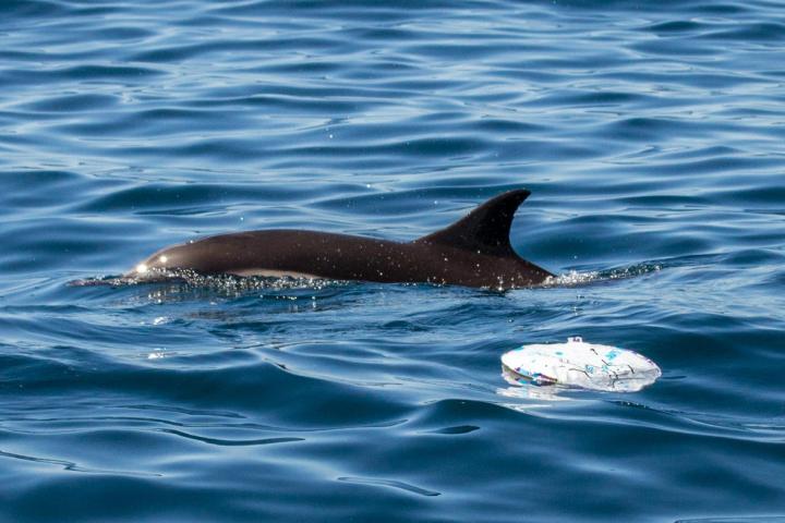 Dolphin below the boat